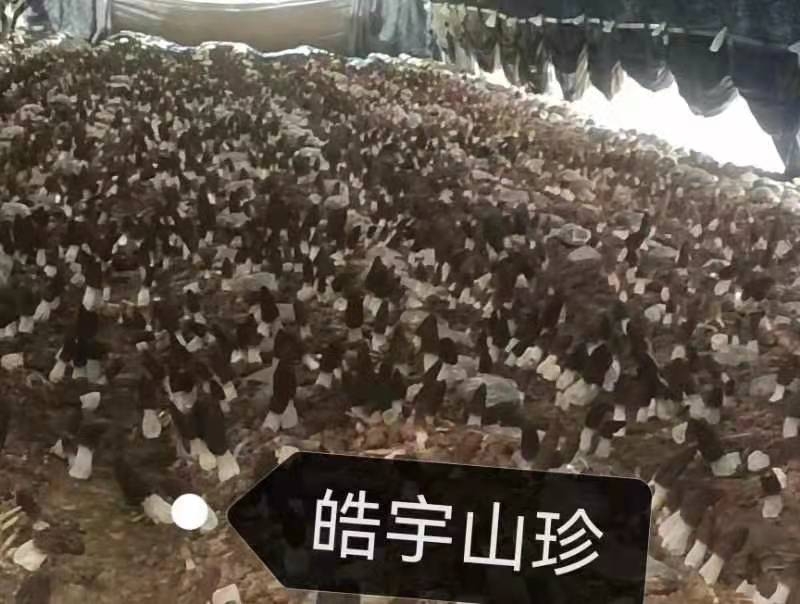 &#20048;&#40060;&#32593;&#39029;&#29256;&#45;&#20048;&#40060;&#40;&#20013;&#22269;&#41;&#23448;&#26041;