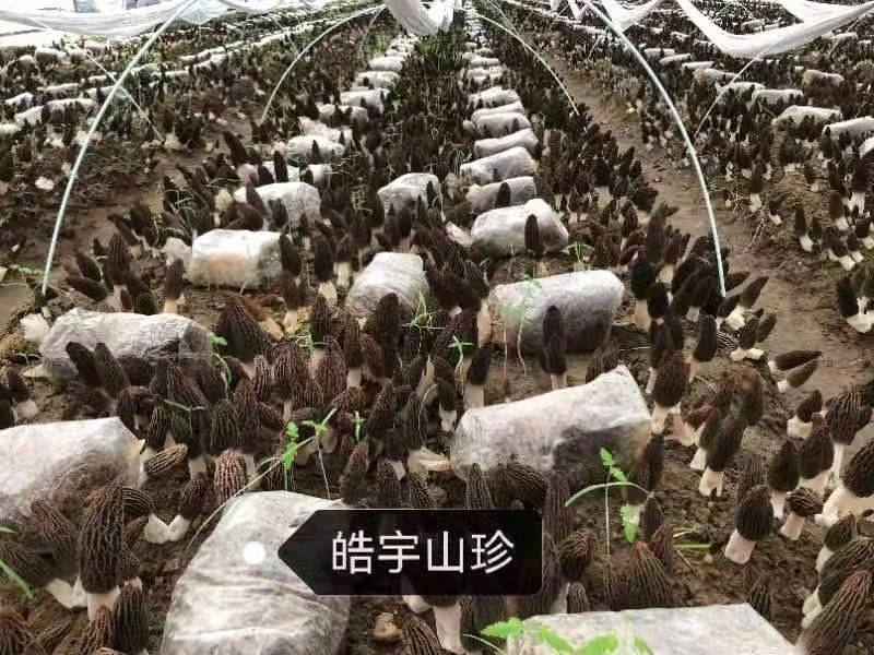 &#20048;&#40060;&#32593;&#39029;&#29256;&#45;&#20048;&#40060;&#40;&#20013;&#22269;&#41;&#23448;&#26041;
